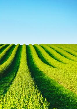 agricultura