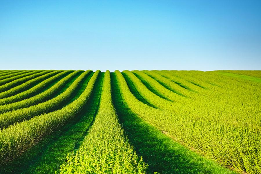 AGRICULTURA