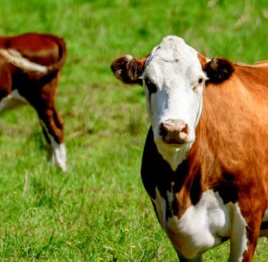 vacas